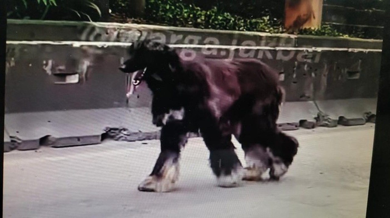 Anjing Afghan Hound Menggemaskan Hebohkan Daan Mogot, Sempat Dikira Kambing