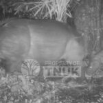 Anak Badak Jawa Terdeteksi di Ujung Kulon, Pertanda Keberhasilan Konservasi