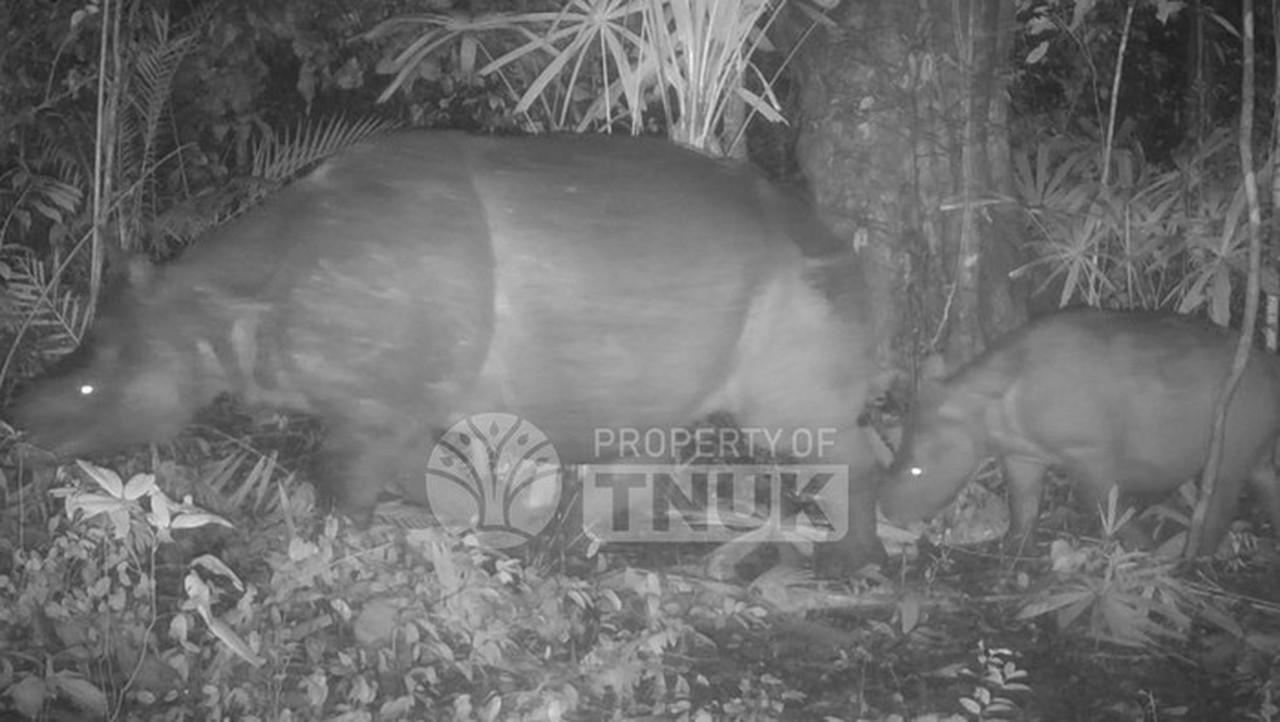 Anak Badak Jawa Terdeteksi di Ujung Kulon, Pertanda Keberhasilan Konservasi