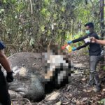 Gajah Liar Ditemukan Mati Mengenaskan di Riau, Gading dan Kepala Hilang