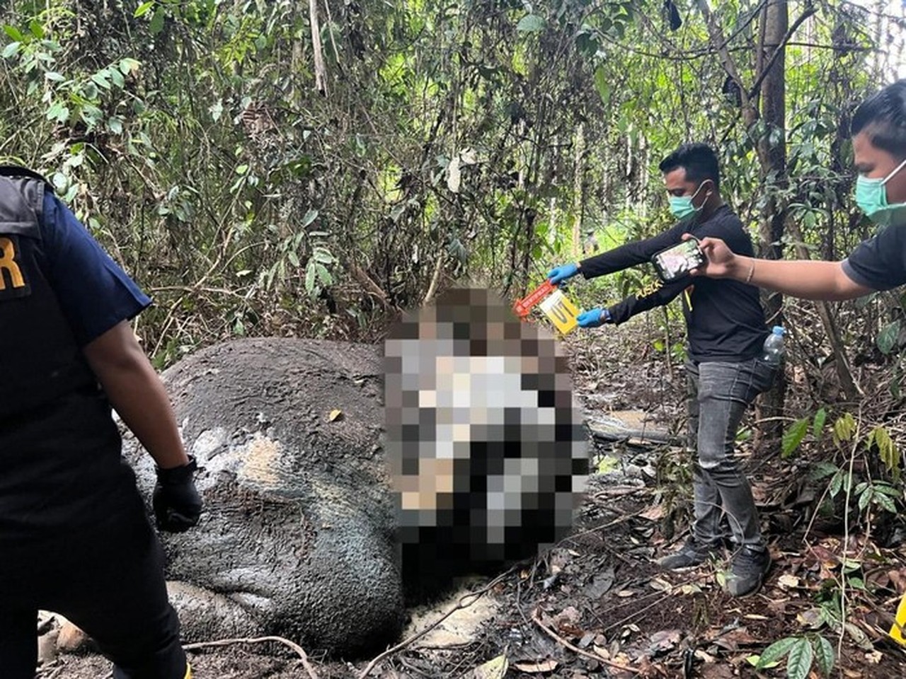 Gajah Liar Ditemukan Mati Mengenaskan di Riau, Gading dan Kepala Hilang