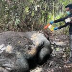 Gajah Sumatera Ditemukan Mati di Pelalawan, Kepala Hilang dan Ada Proyektil Bersarang