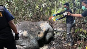 Gajah Sumatera Ditemukan Mati di Pelalawan, Kepala Hilang dan Ada Proyektil Bersarang