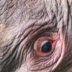 Kematian Gajah Tanpa Kepala di Riau: Kemenhut Panggil Direksi PT RAPP untuk Klarifikasi