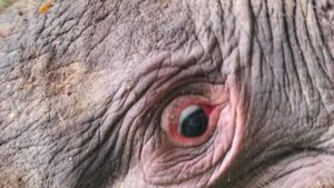 Kematian Gajah Tanpa Kepala di Riau: Kemenhut Panggil Direksi PT RAPP untuk Klarifikasi