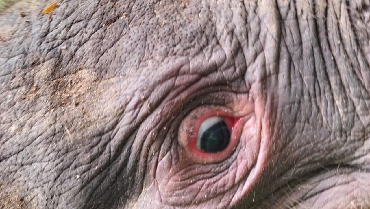 Kematian Gajah Tanpa Kepala di Riau: Kemenhut Panggil Direksi PT RAPP untuk Klarifikasi