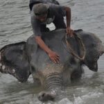 Kementerian LHK Kejar Jaringan Pemburu Gajah Sumatera Tanpa Kepala di Riau