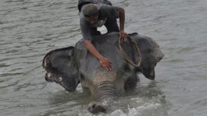 Kementerian LHK Kejar Jaringan Pemburu Gajah Sumatera Tanpa Kepala di Riau