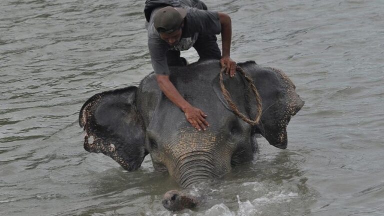 Kementerian LHK Kejar Jaringan Pemburu Gajah Sumatera Tanpa Kepala di Riau