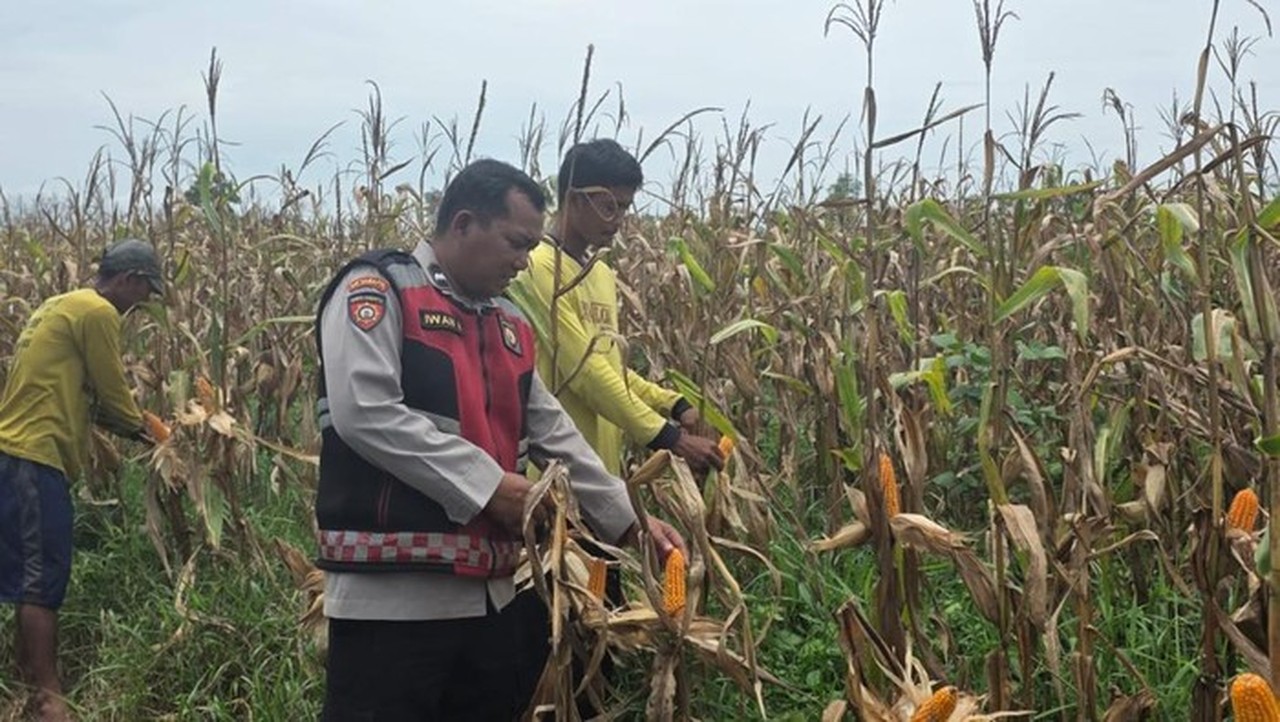 Aipda Iwan: 15 Tahun Bina Ratusan Petani, Tingkatkan Ekonomi Desa di Ogan Ilir Aipda Iwan: 15 Tahun Bina Ratusan Petani, Tingkatkan Ekonomi Desa di Ogan Ilir