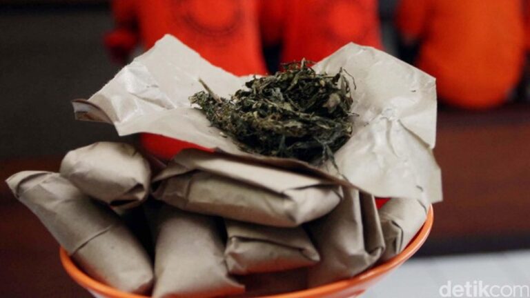 Polres Serang Ungkap Jaringan Ganja Lintas Provinsi, 3 Bandar Dibekuk dengan Barang Bukti 14 Kg Polres Serang Ungkap Jaringan Ganja Lintas Provinsi, 3 Bandar Dibekuk dengan Barang Bukti 14 Kg