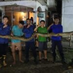 Piton 7 Meter Gegerkan Plafon Rumah Warga Kendari, Damkar Turun Tangan