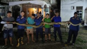 Piton 7 Meter Gegerkan Plafon Rumah Warga Kendari, Damkar Turun Tangan