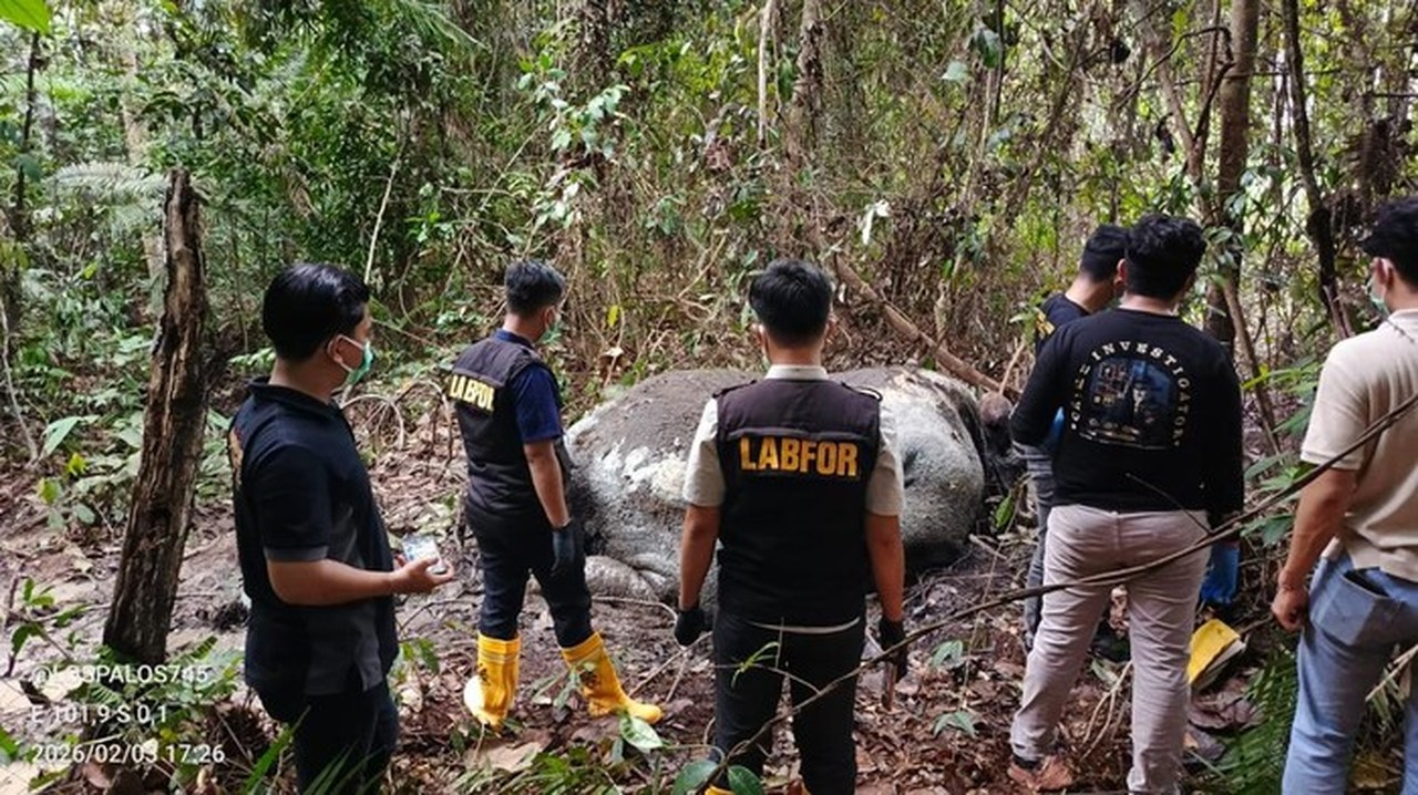 Kasus Gajah Tanpa Kepala di Riau: Polisi Periksa 33 Saksi, Pelaku Masih Misterius