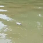 BPBD Susuri Cisadane Tercemar Limbah Pasca Kebakaran, Ikan Mati Masih Ditemukan