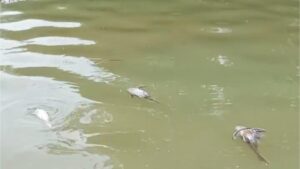 BPBD Susuri Cisadane Tercemar Limbah Pasca Kebakaran, Ikan Mati Masih Ditemukan