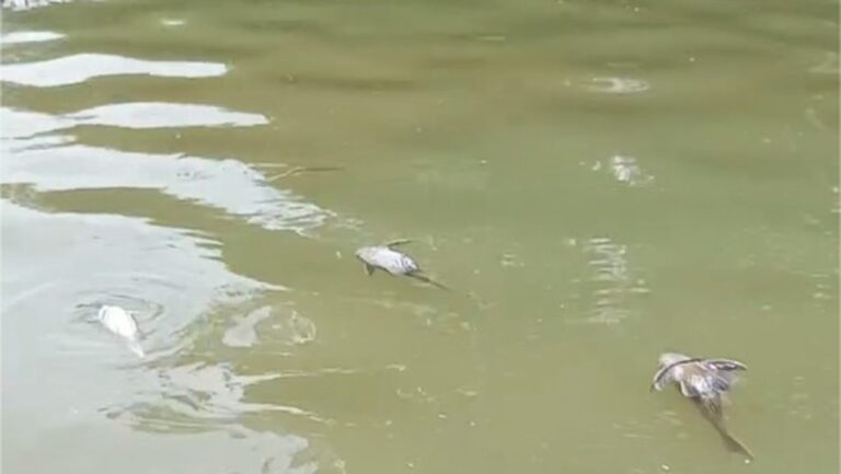 BPBD Susuri Cisadane Tercemar Limbah Pasca Kebakaran, Ikan Mati Masih Ditemukan