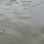 Sungai Jaletreng Tercemar Pestisida Akibat Kebakaran, Air PAM Tangsel Tetap Aman