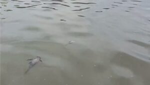 Sungai Jaletreng Tercemar Pestisida Akibat Kebakaran, Air PAM Tangsel Tetap Aman