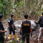 Gajah Tanpa Kepala di Riau: 33 Saksi Diperiksa, Polisi Buru Pelaku Pembunuhan Sadis