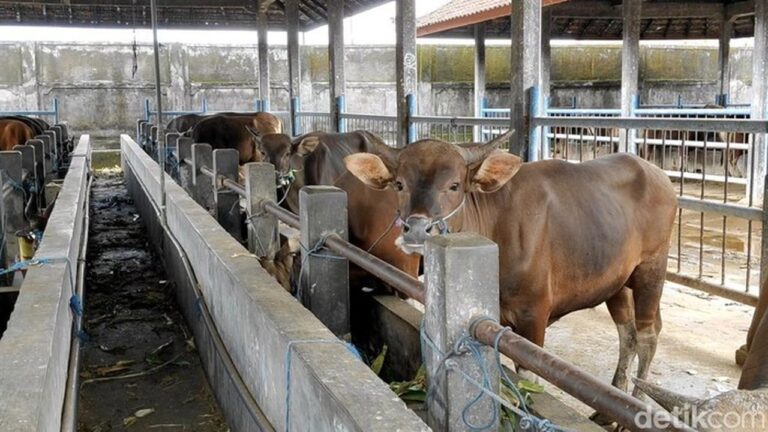 Presiden Prabowo Alokasikan Rp 72 Miliar untuk Sapi Meugang Korban Bencana Aceh