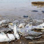 Sungai Cisadane Tercemar Pestisida, DLH Banten Targetkan Pembersihan Rampung Dua Minggu