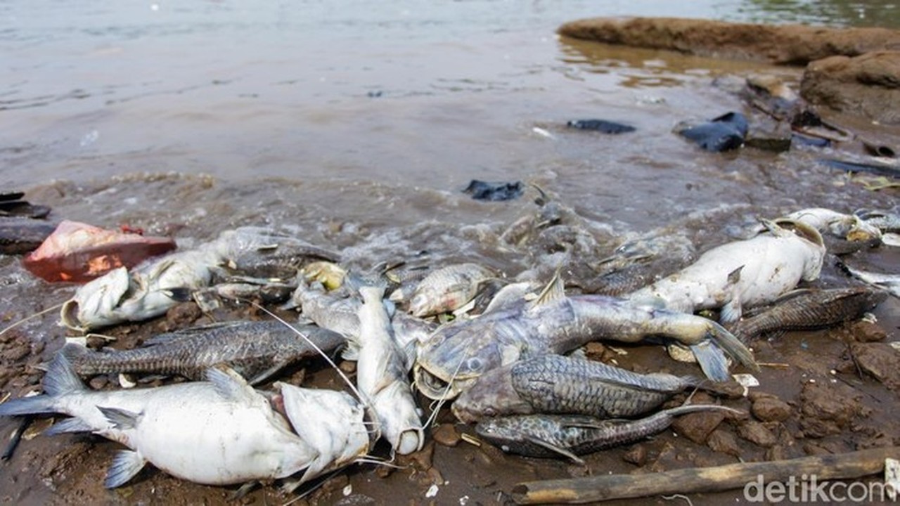 Sungai Cisadane Tercemar Pestisida, DLH Banten Targetkan Pembersihan Rampung Dua Minggu