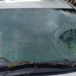 Pohon Besar Tumbang di TB Simatupang, Timpa Mobil Honda HR-V hingga Kaca Depan Pecah