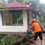 Pohon Tumbang Akibat Hujan Angin di Cibinong Timpa Tiga Rumah Warga