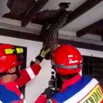 Ular Sanca 4 Meter Gegerkan Pasar Minggu, Plafon Rumah Warga Jebol