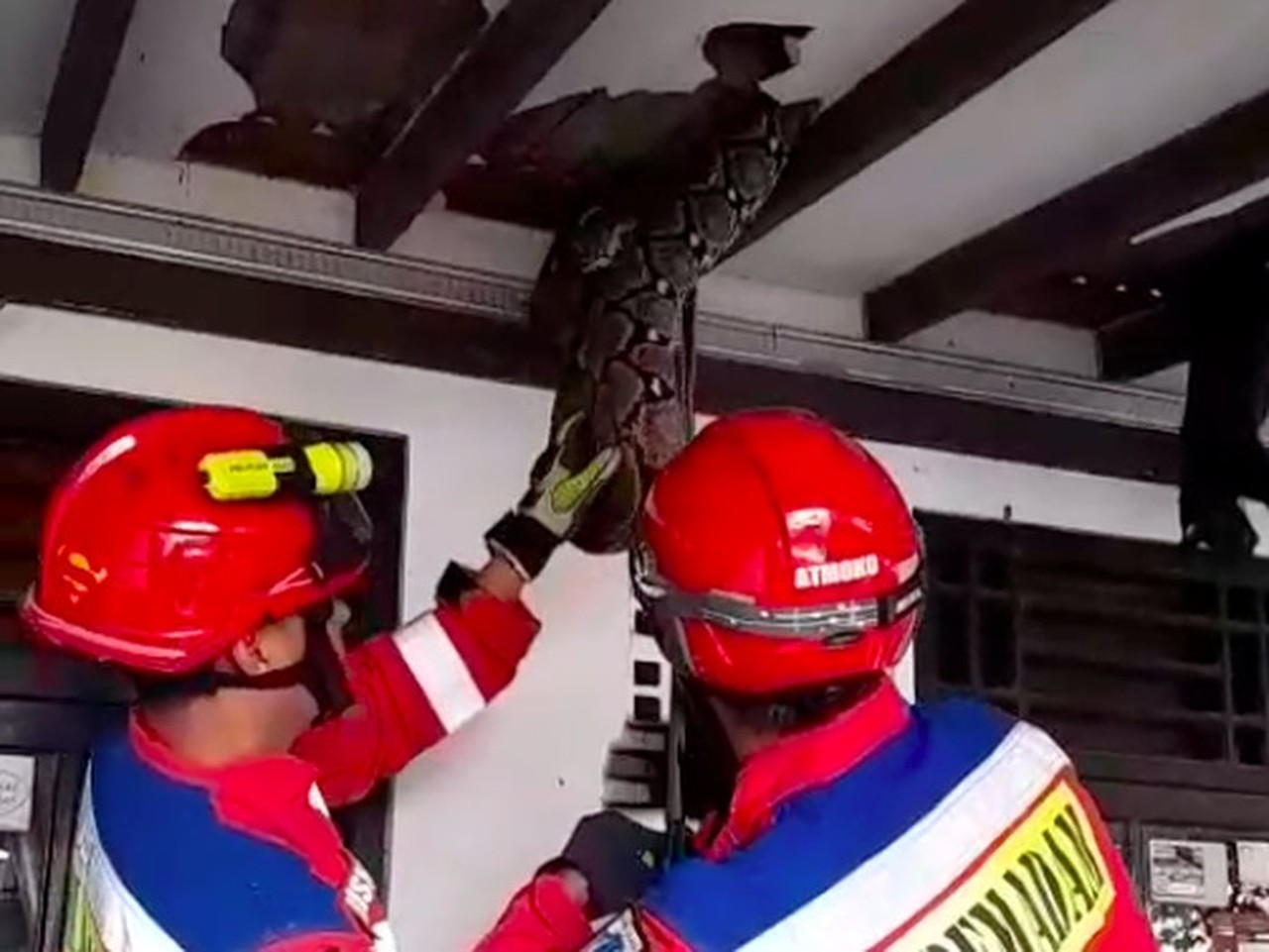 Ular Sanca 4 Meter Gegerkan Pasar Minggu, Plafon Rumah Warga Jebol