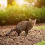 Pria Tendang Kucing hingga Mati di Blora, Polisi Kantongi Identitas Pelaku