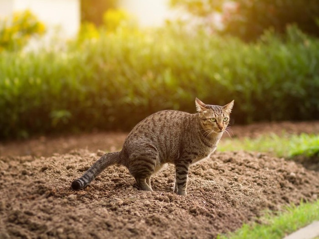 Pria Tendang Kucing hingga Mati di Blora, Polisi Kantongi Identitas Pelaku