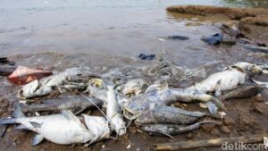 Sungai Cisadane Tercemar Pestisida, PKB Desak KLHK Perketat Pengawasan Industri Kimia