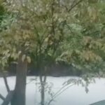 20 Ton Pestisida Cemari Sungai Cisadane Akibat Kebakaran Gudang PT Biotek Saranatama