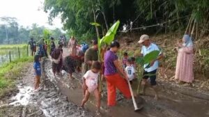 Aksi Protes Warga Lebak: Pohon Pisang dan Padi Tumbuh di Jalan Rusak