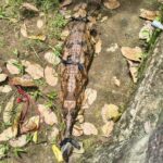 BKSDA Serang Evakuasi Tiga Buaya dan Dua Kasuari dari Tempat Wisata yang Tutup