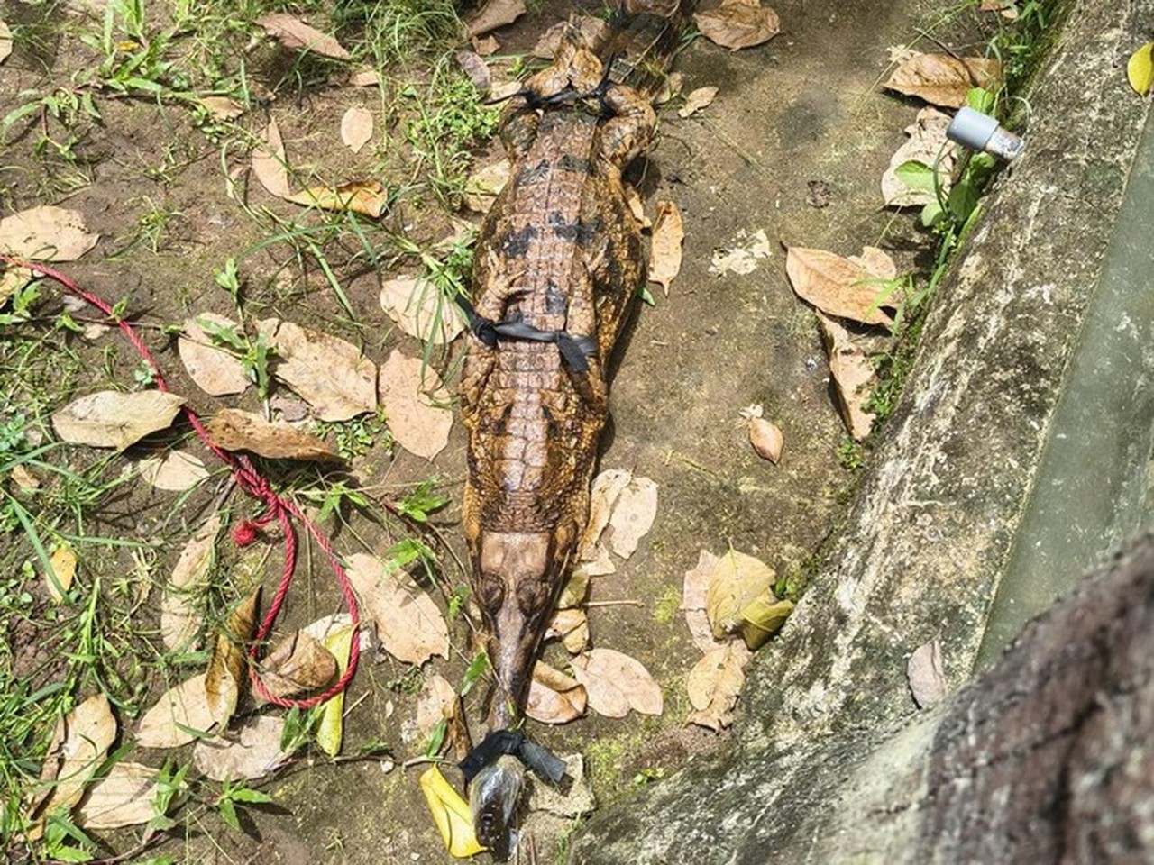 BKSDA Serang Evakuasi Tiga Buaya dan Dua Kasuari dari Tempat Wisata yang Tutup