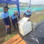 Napi Nusakambangan Belajar Budidaya Ikan Sidat, Raih Premi Rp 450 Ribu per Bulan