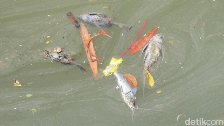 Gudang Pestisida Terbakar Cemari Sungai Cisadane, PT Biotek Saranatama Bakal Digugat Gudang Pestisida Terbakar Cemari Sungai Cisadane, PT Biotek Saranatama Bakal Digugat