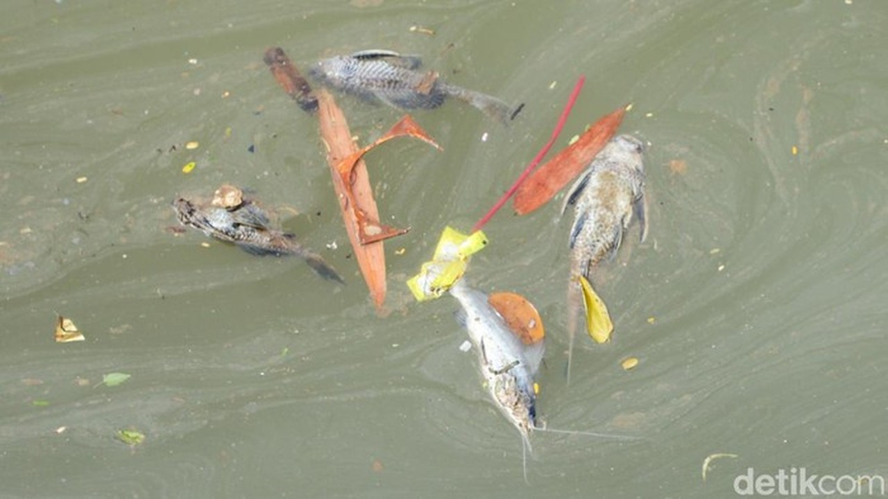 Gudang Pestisida Terbakar Cemari Sungai Cisadane, PT Biotek Saranatama Bakal Digugat