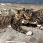 Pensiunan ASN Blora Jadi Tersangka Setelah Tendang Kucing Hingga Mati