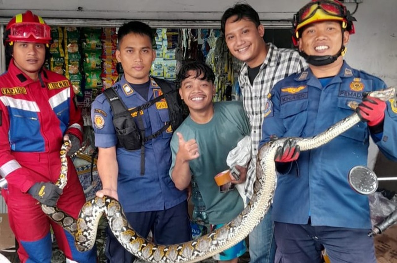 Ular Sanca Raksasa Ditemukan Bersembunyi di Bawah Freezer Es Krim di Bogor