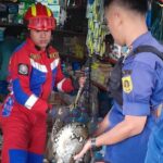 Ular Sanca 3 Meter Gegerkan Toko Sembako di Ciawi Bogor, Damkar Lakukan Evakuasi Cepat