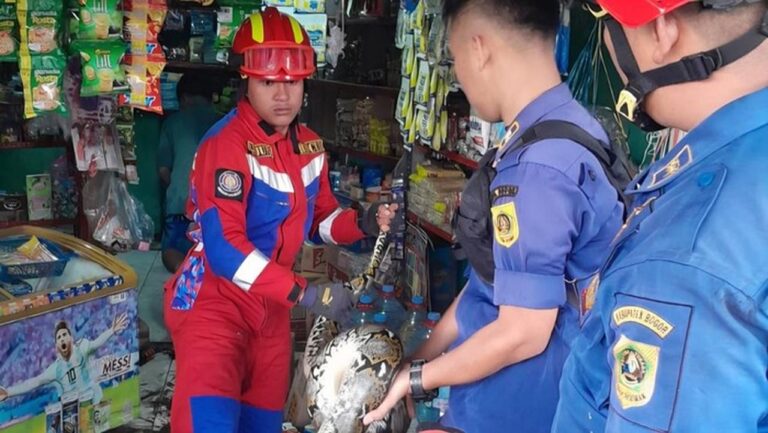 Ular Sanca 3 Meter Gegerkan Toko Sembako di Ciawi Bogor, Damkar Lakukan Evakuasi Cepat