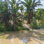 Banjir Grobogan Meluas: 34 Desa Terendam, 5.214 Keluarga Terdampak, Satu Rumah Rusak Berat