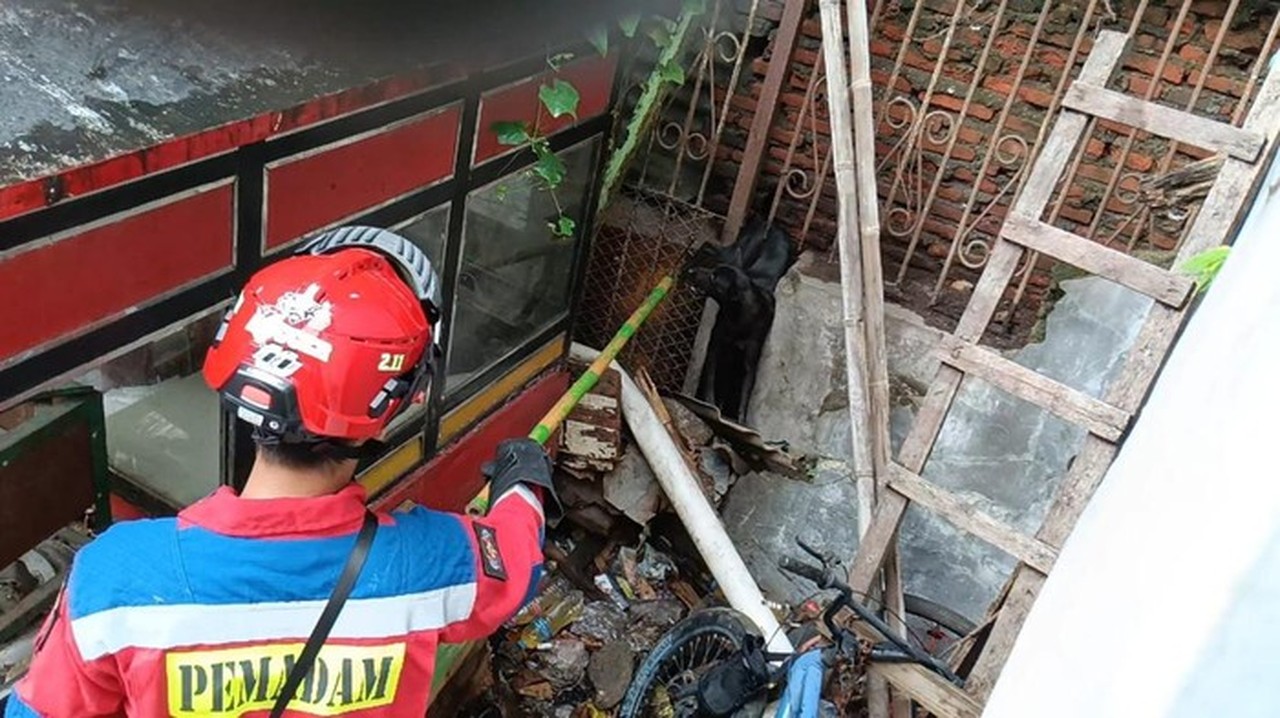 Anjing Terjepit Pagar di Penjaringan, Petugas Damkar Jakarta Utara Berhasil Evakuasi