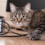 Pensiunan ASN di Blora Terancam Pidana Usai Tendang Kucing Hingga Mati