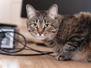 Pensiunan ASN di Blora Terancam Pidana Usai Tendang Kucing Hingga Mati