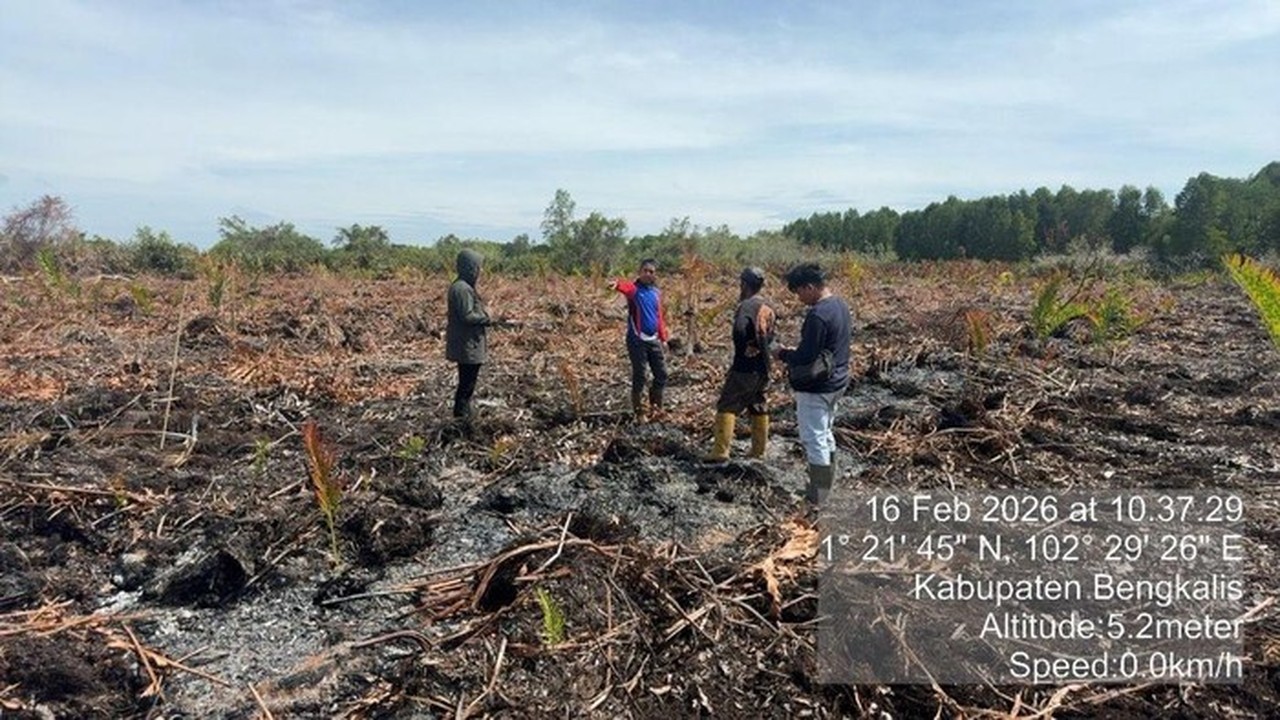 Pembakar Lahan di Bengkalis Ditangkap, Akui Sengaja Bakar untuk Usir Sarang Tawon